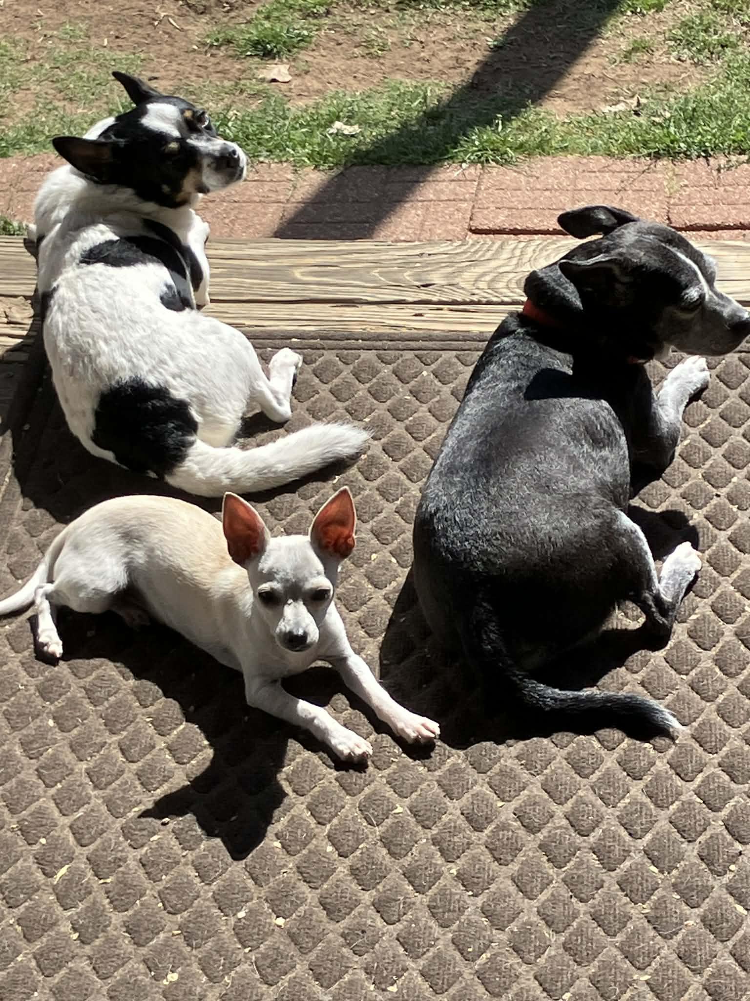 Little Man, Adopted, Young Male Chihuahua.