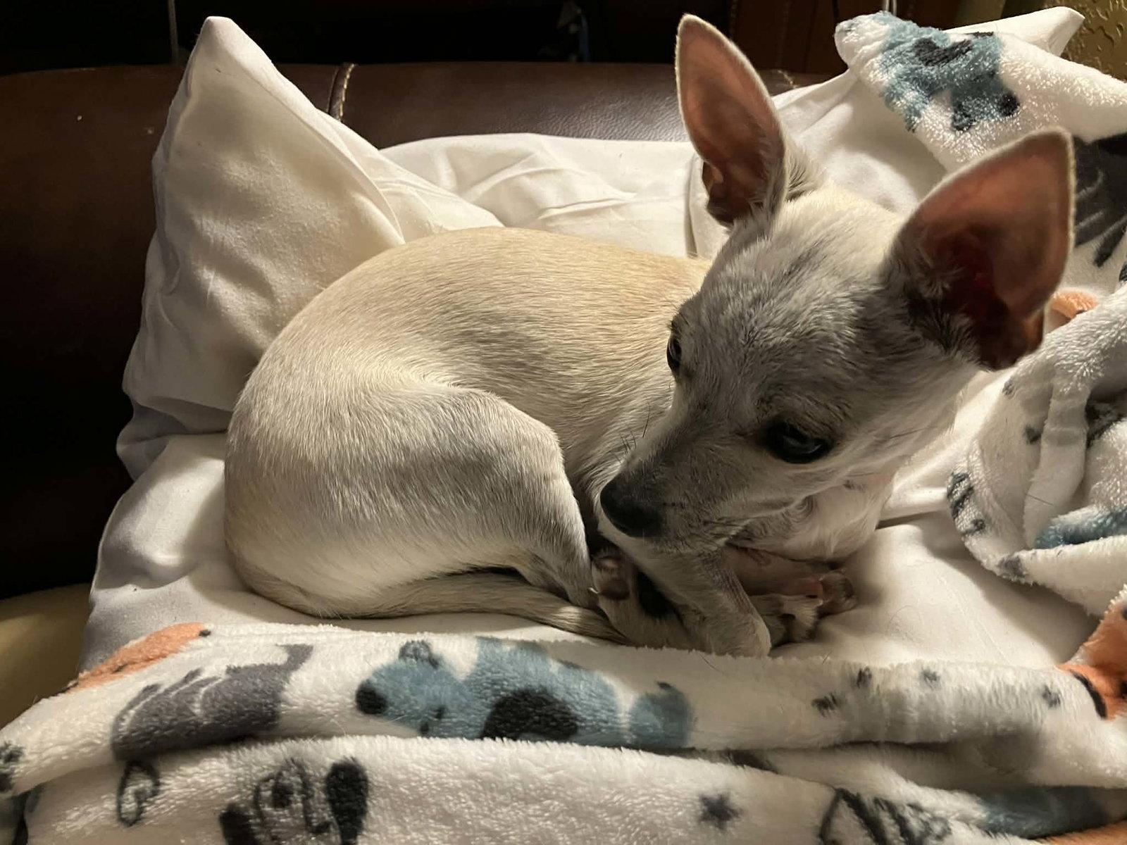 Little Man, a Adopted Chihuahua in PITTSBURGH, PA image 2/3