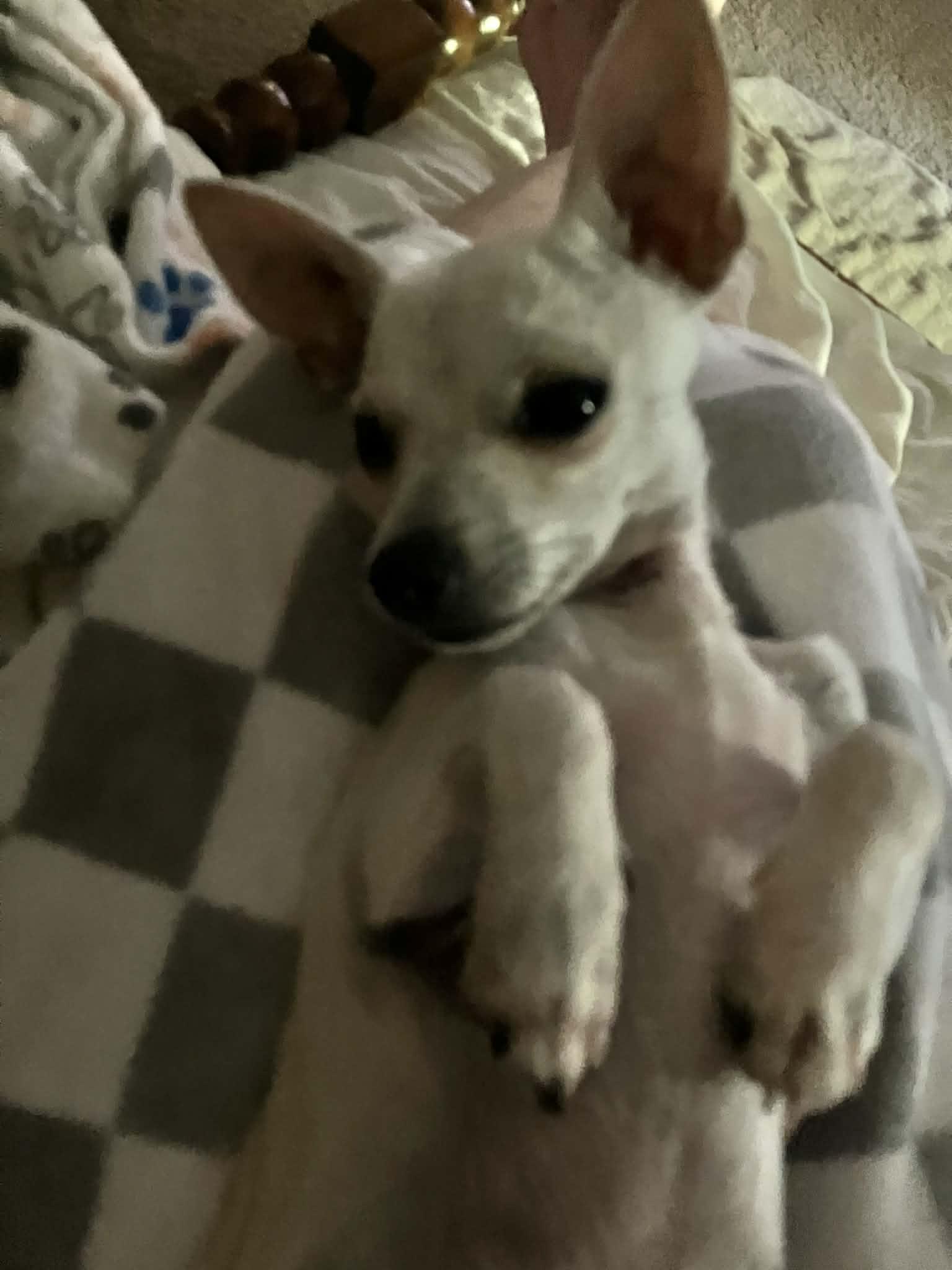 Little Man, a Adopted Chihuahua in PITTSBURGH, PA image 3/3