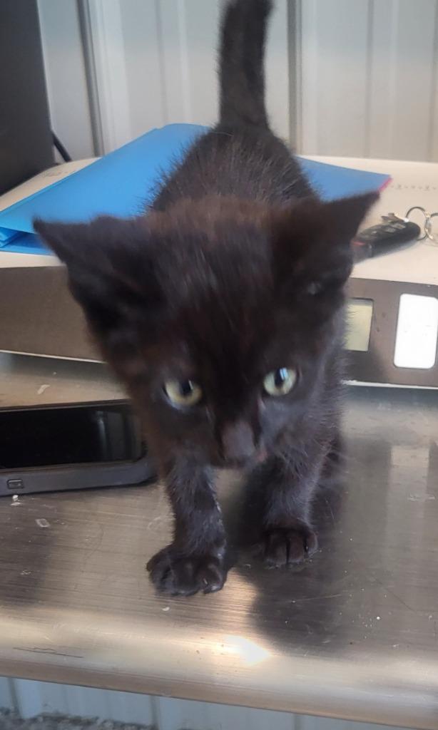 Magnum, Adopted, Kitten Male Domestic Short Hair.
