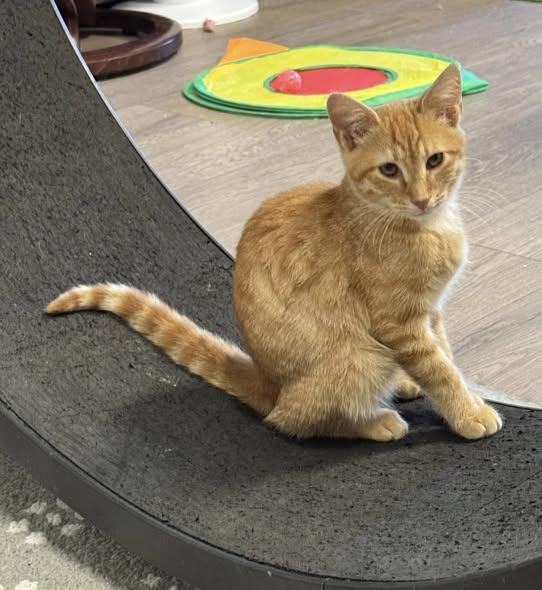Enlarge Rusty, Mellow and laid back, an adopted American Shorthair in Mt Airy, NC image 2/3