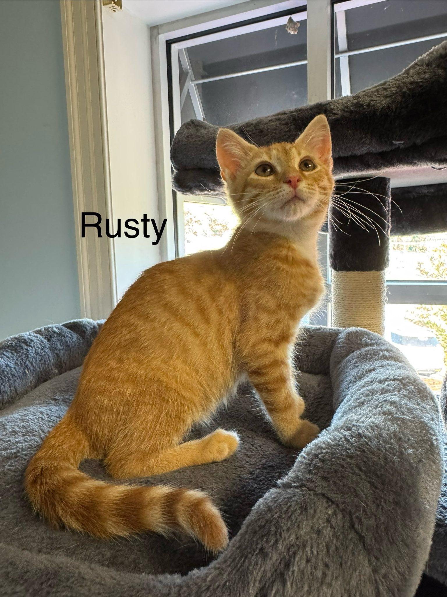 Enlarge Rusty, Mellow and laid back, an adopted American Shorthair in Mt Airy, NC image 3/3