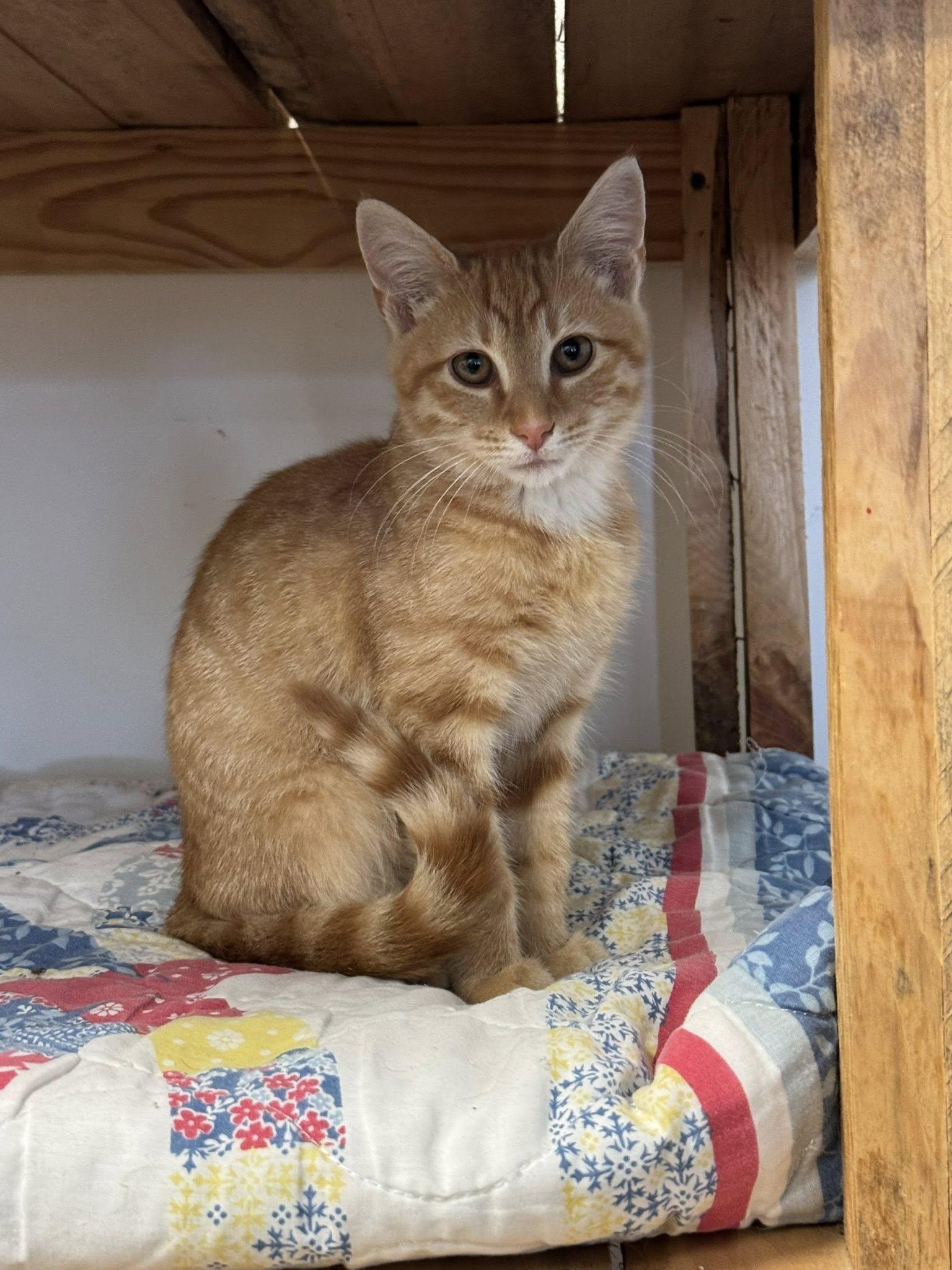 Enlarge Rusty, Mellow and laid back, an adopted American Shorthair in Mt Airy, NC image 1/3