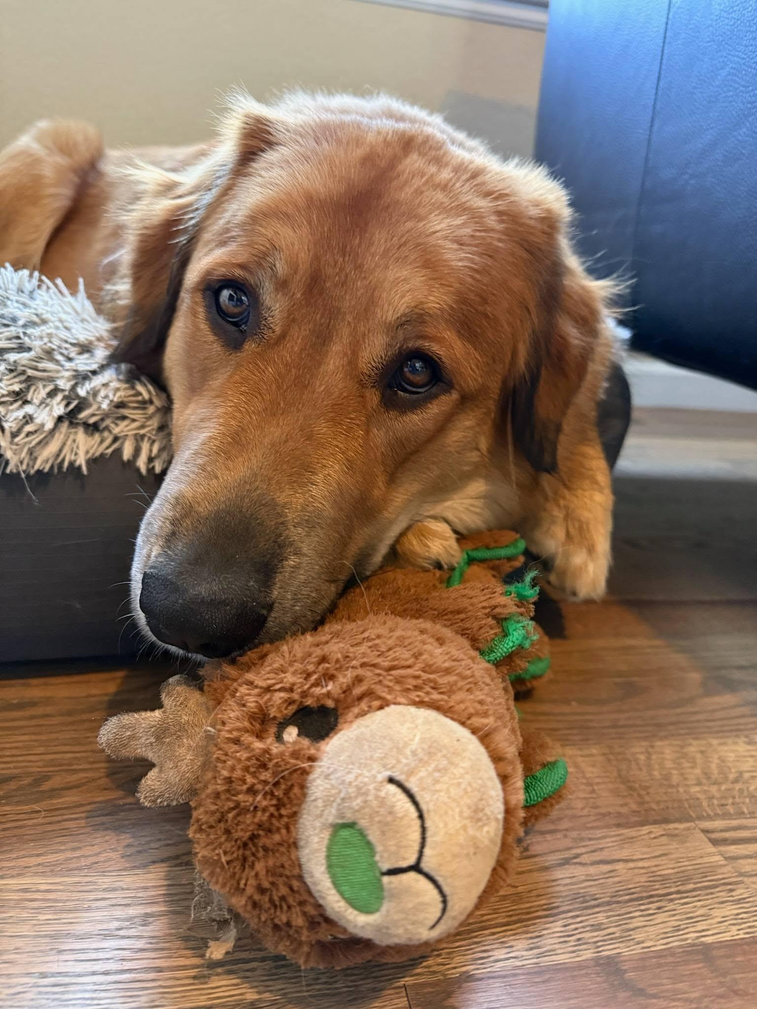 Tilly, a ADOPTABLE Great Pyrenees in Colleyville, TX image 1/4