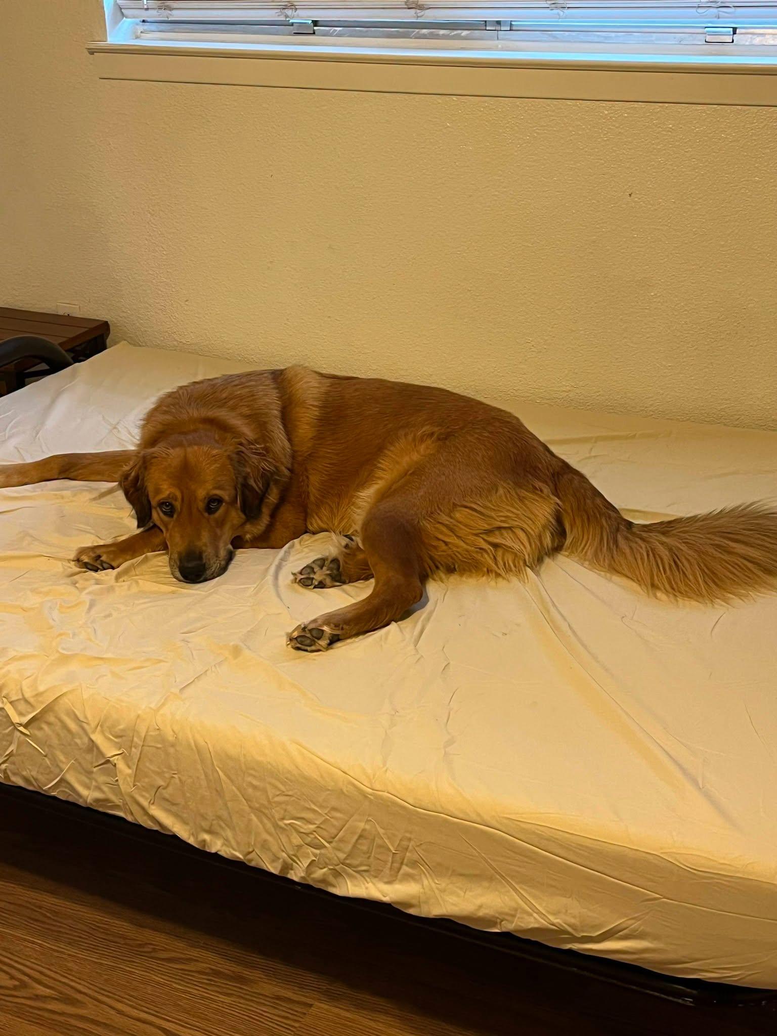 Tilly, a ADOPTABLE Great Pyrenees in Colleyville, TX image 2/4