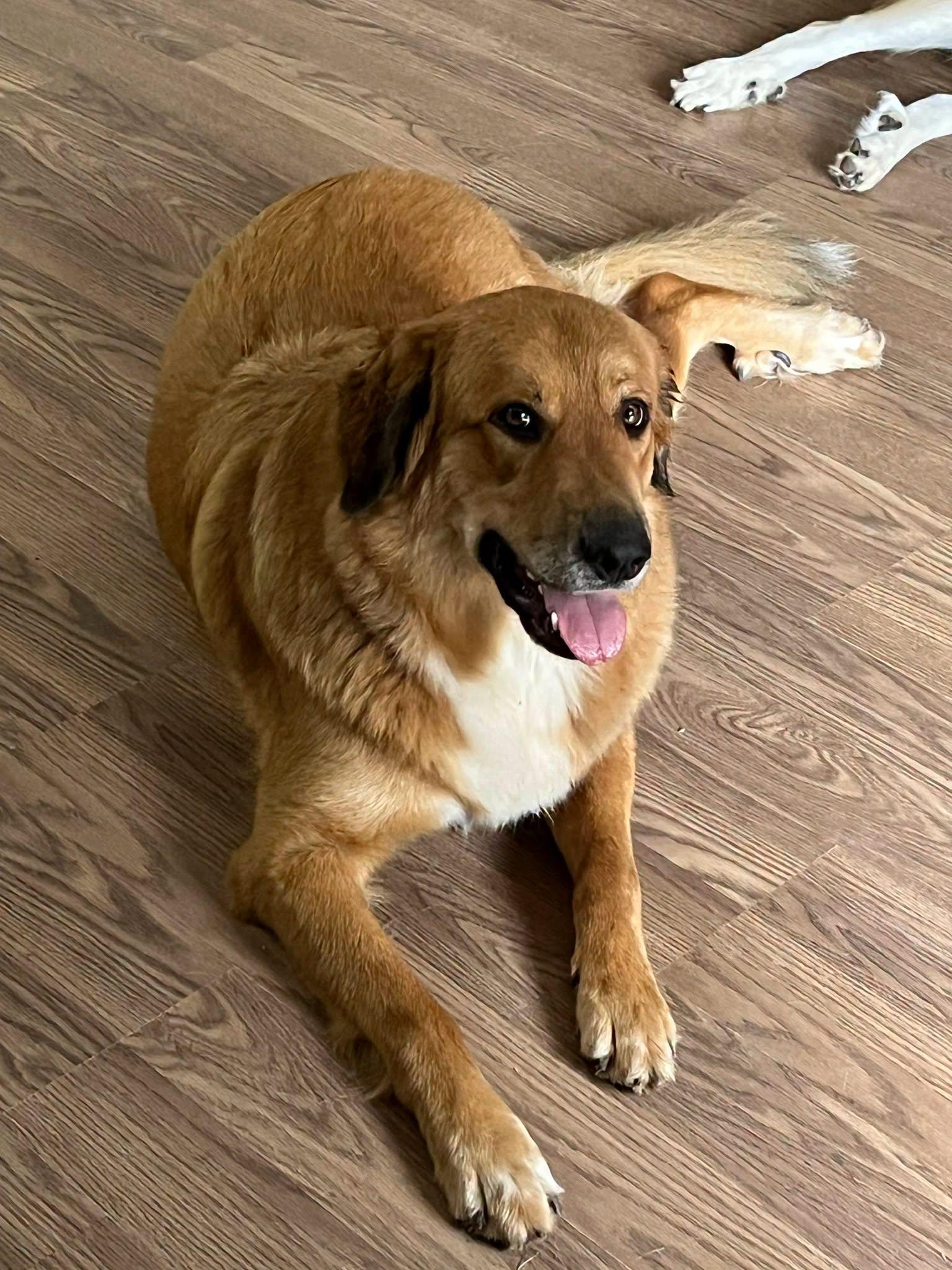 Tilly, a ADOPTABLE Great Pyrenees in Colleyville, TX image 3/4