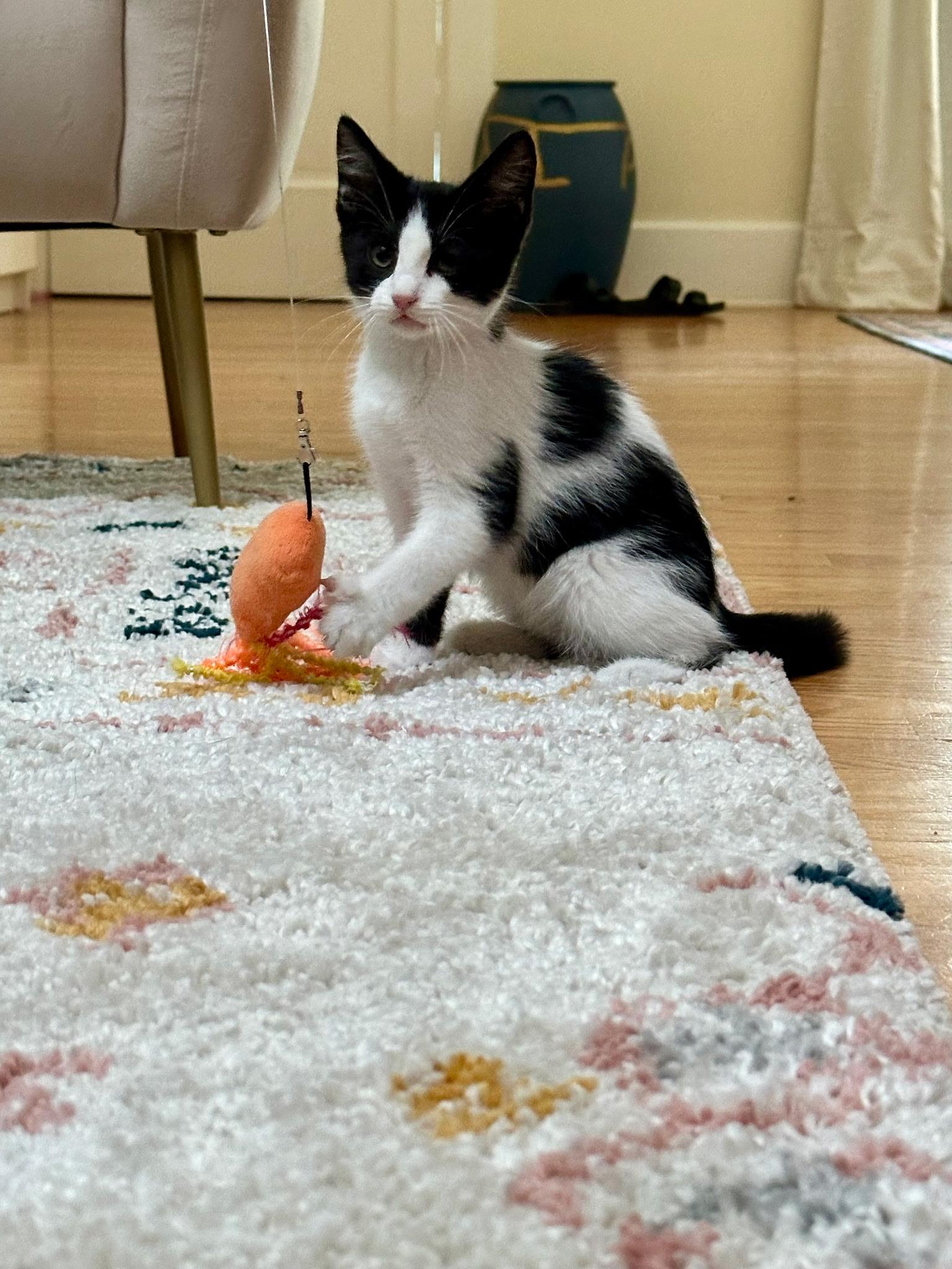 Enlarge Eleanor, a Adoptable mixed breed in Louisville, KY image 2/6