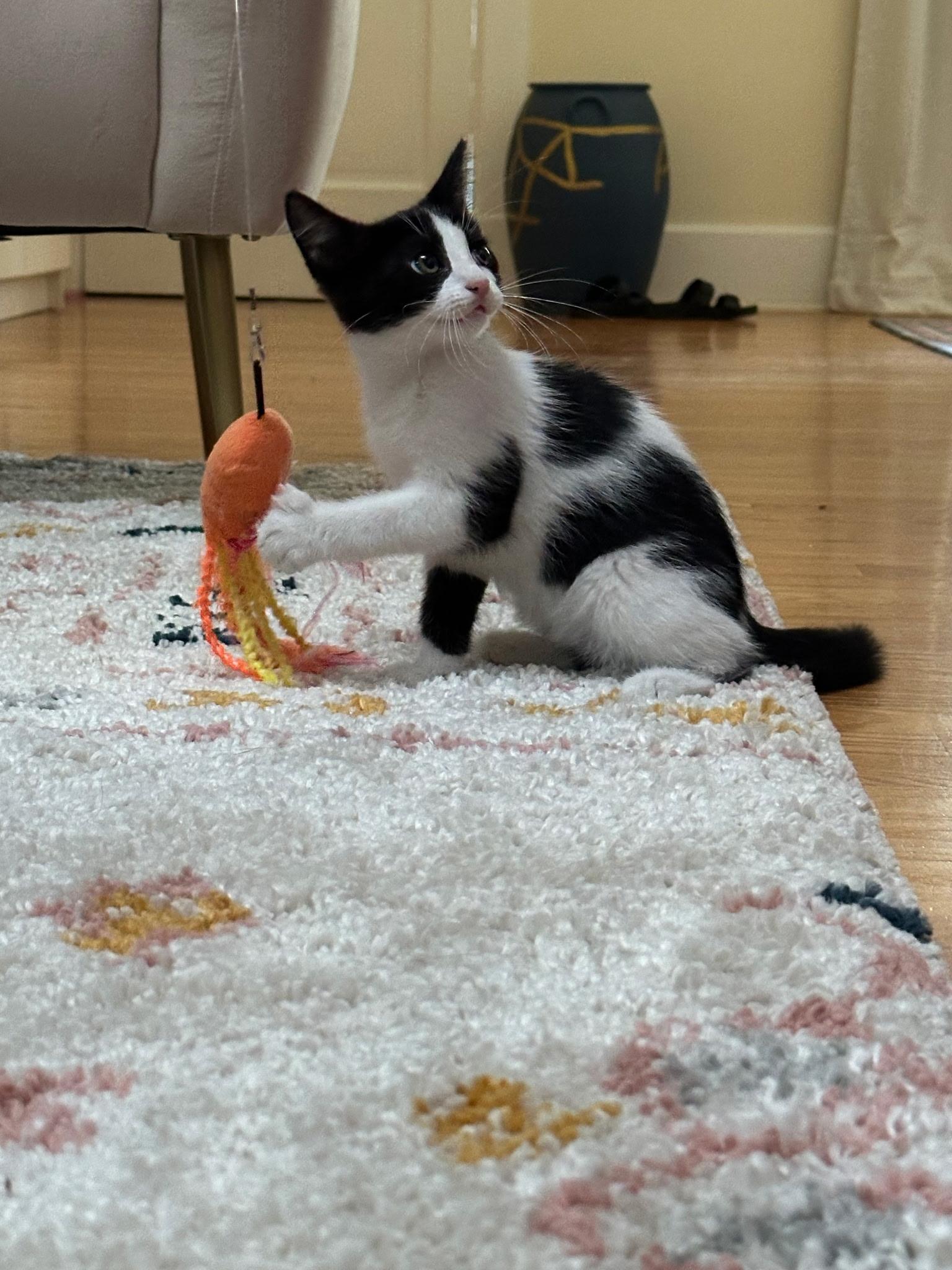 Enlarge Eleanor, a Adoptable mixed breed in Louisville, KY image 1/6