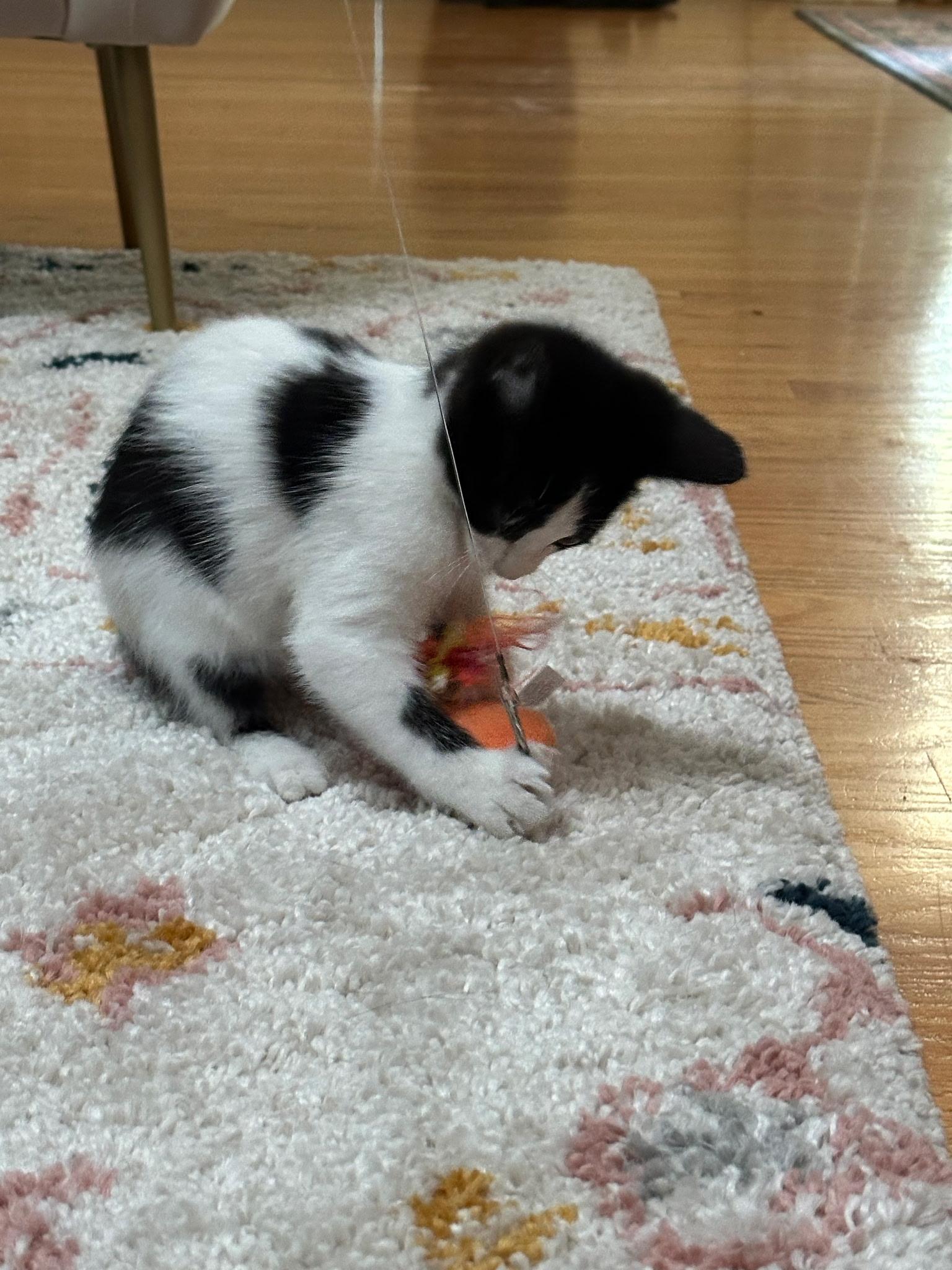 Enlarge Eleanor, a Adoptable mixed breed in Louisville, KY image 5/6
