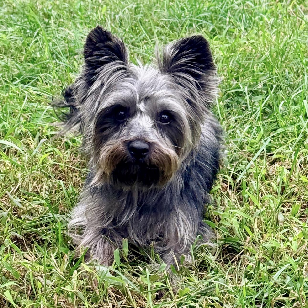 Enlarge Cora, a Adoptable Yorkshire Terrier in Gloucester City, NJ image 1/6