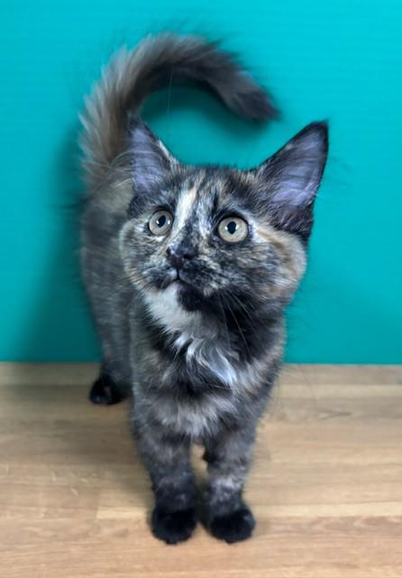 Enlarge SCC, a Adopted Domestic Short Hair in Hawk Point, MO image 2/4