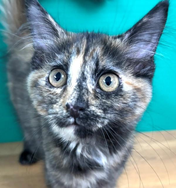 Enlarge SCC, a Adopted Domestic Short Hair in Hawk Point, MO image 3/4