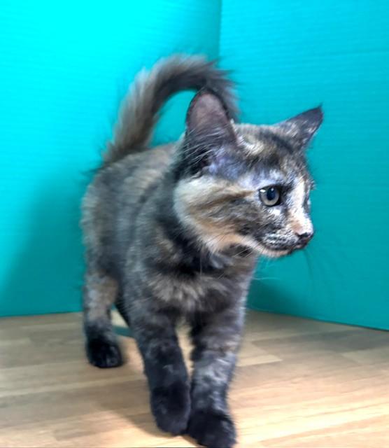 SCC, Adopted, Kitten Male Domestic Short Hair.