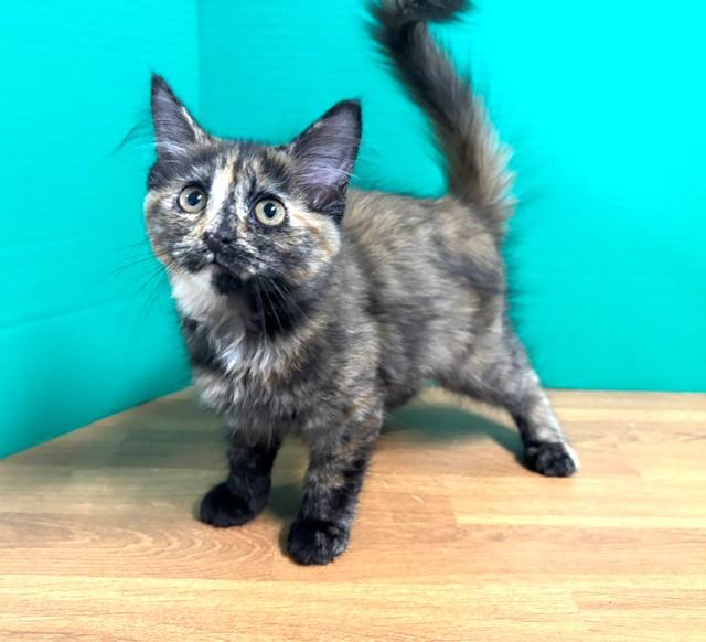 Enlarge SCC, a Adopted Domestic Short Hair in Hawk Point, MO image 4/4
