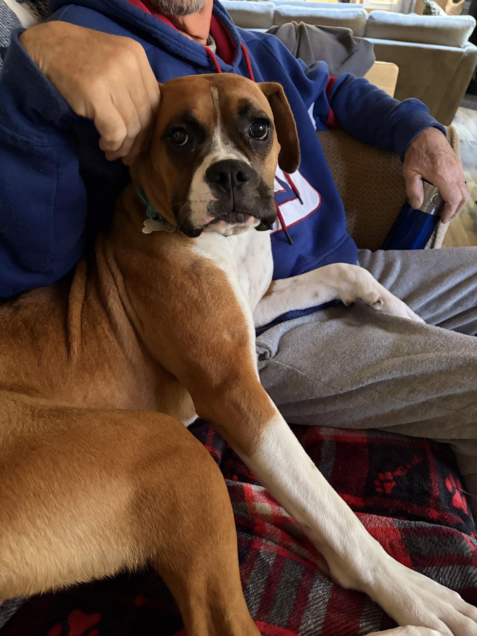 Haley, Adopted, Young Female Boxer.