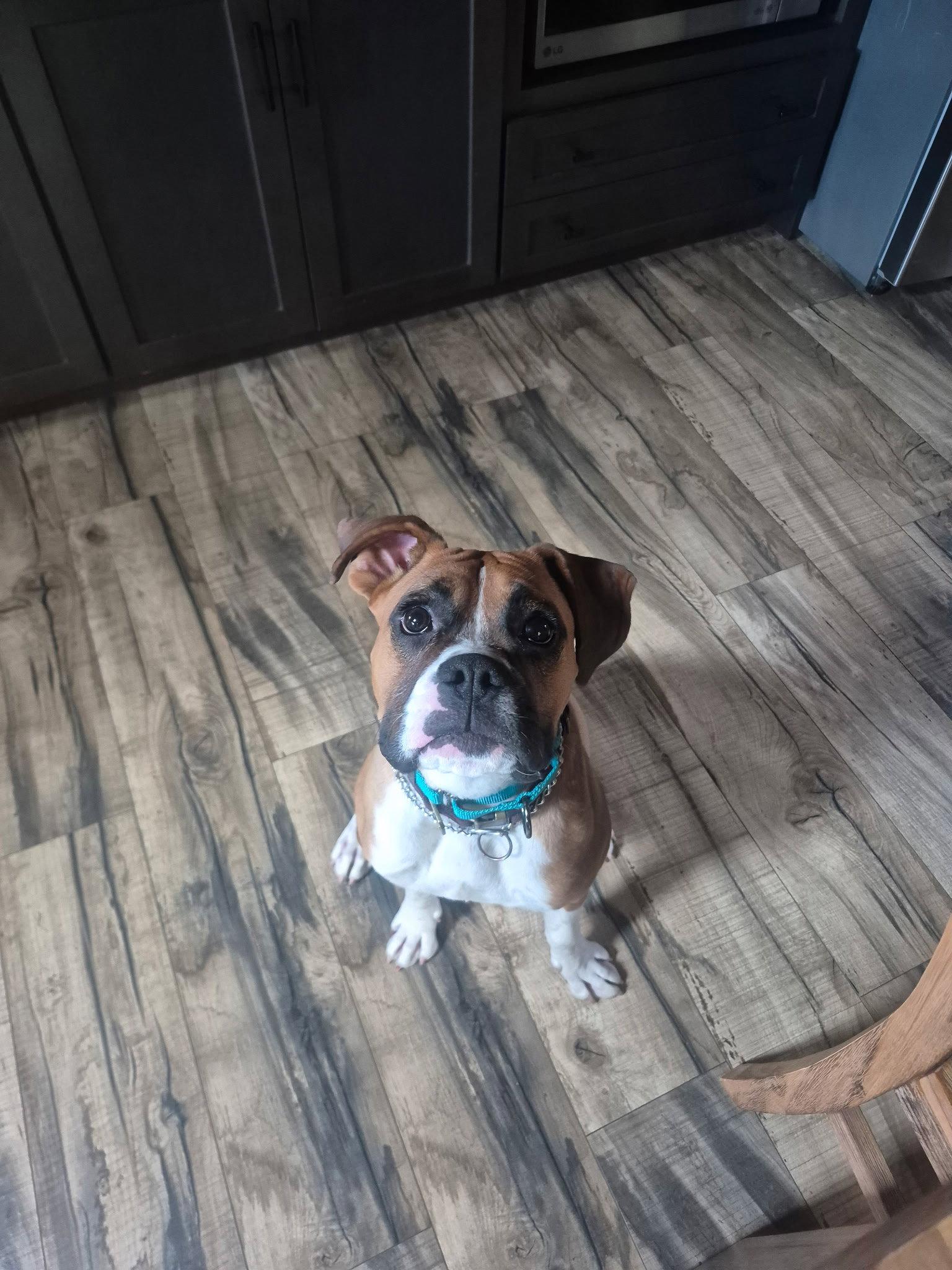 Haley, a Adopted Boxer in Monticello, NY image 2/3