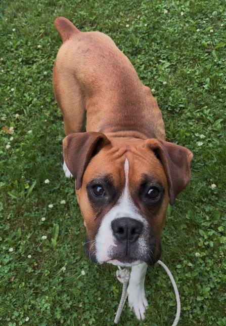 Haley, a Adopted Boxer in Monticello, NY image 3/3