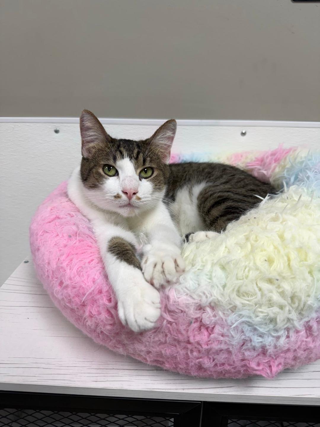 Enlarge Yoshi, a ADOPTABLE Domestic Short Hair in Bridgeville, PA image 2/3