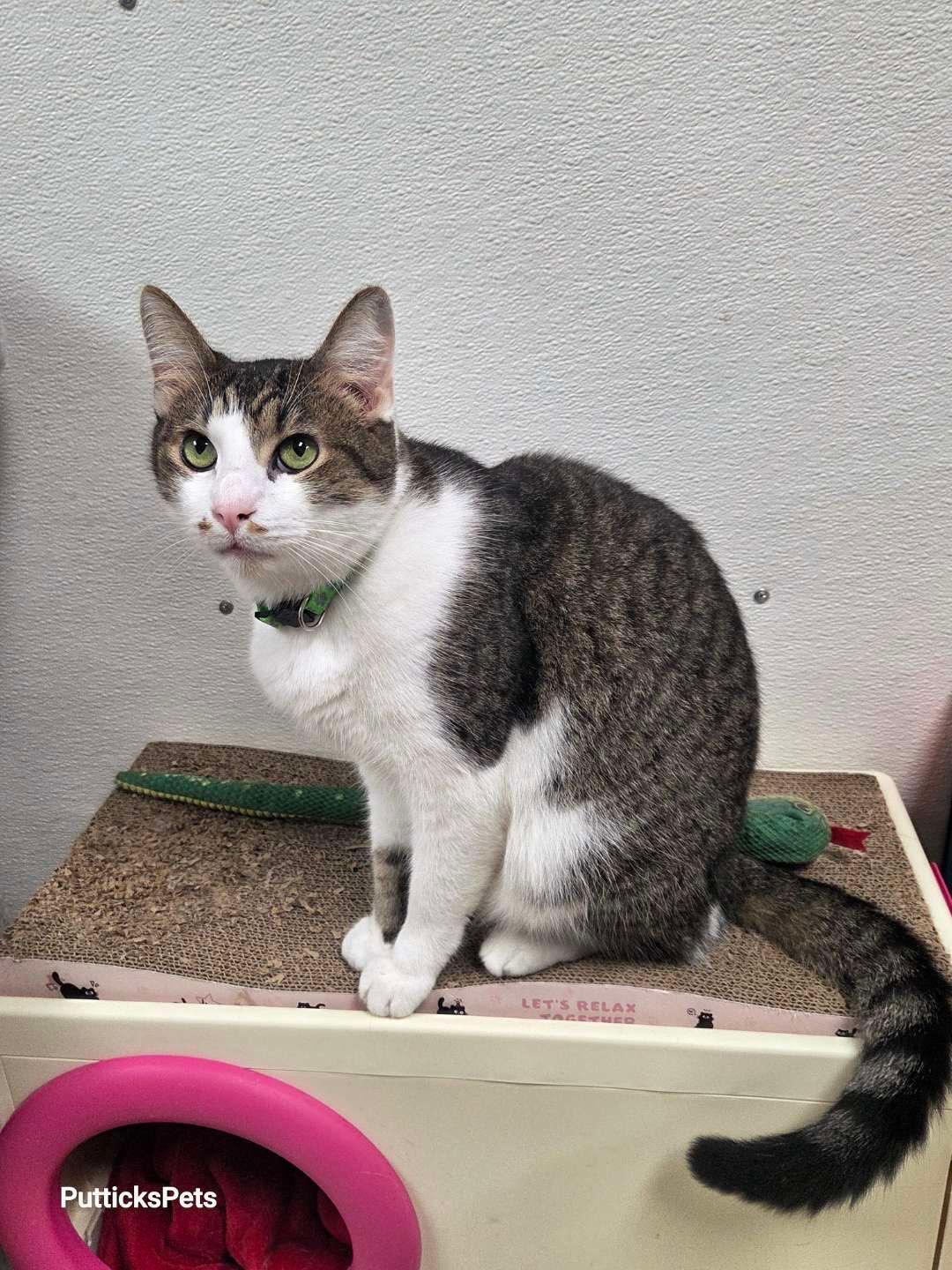 Enlarge Yoshi, a ADOPTABLE Domestic Short Hair in Bridgeville, PA image 1/3