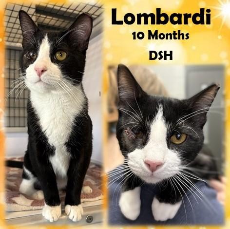 Lombardi, adopted, Adult Male Domestic Short Hair.