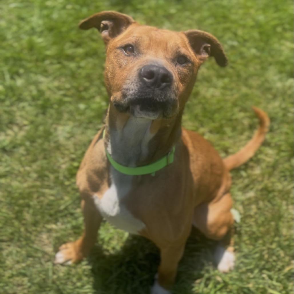 Baker, Adoptable, Senior Male Mixed Breed & Boxer.
