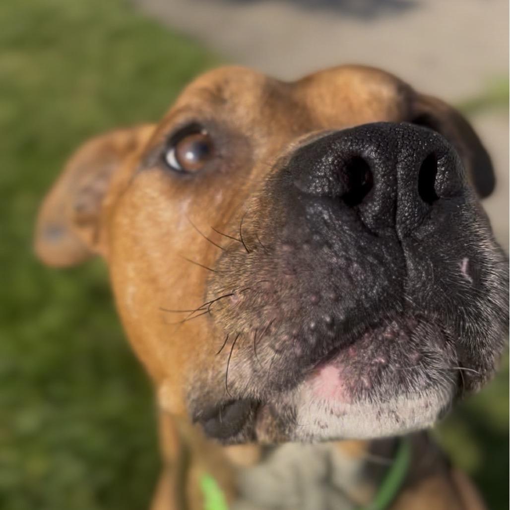 Baker, a Adoptable mixed breed in Marysville, OH image 2/6