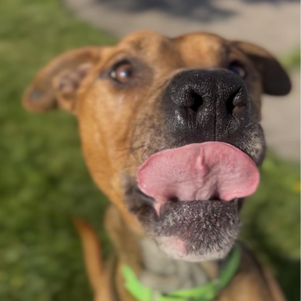 Baker, a Adoptable mixed breed in Marysville, OH image 3/6