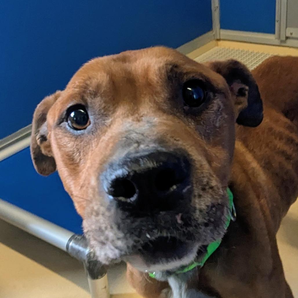 Baker, a Adoptable mixed breed in Marysville, OH image 4/6