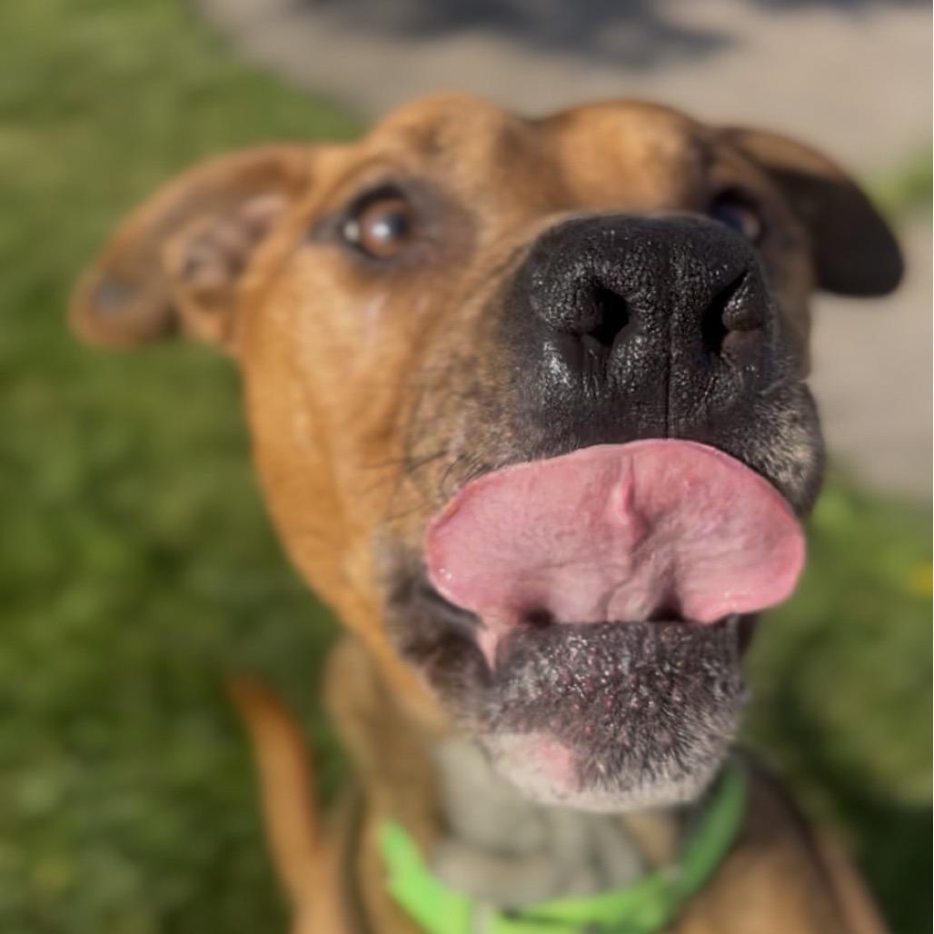 Enlarge Baker, a Adoptable mixed breed in Marysville, OH image 3/6