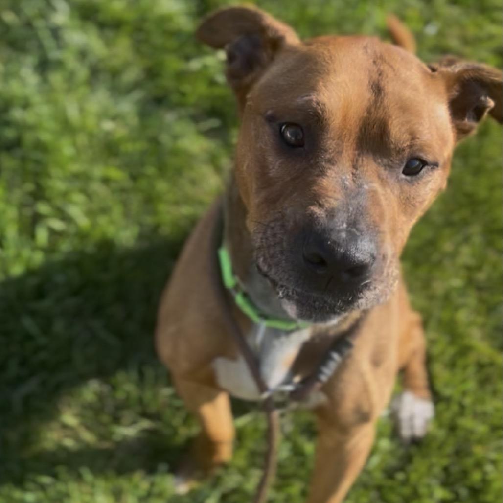 Baker, a Adoptable mixed breed in Marysville, OH image 5/6