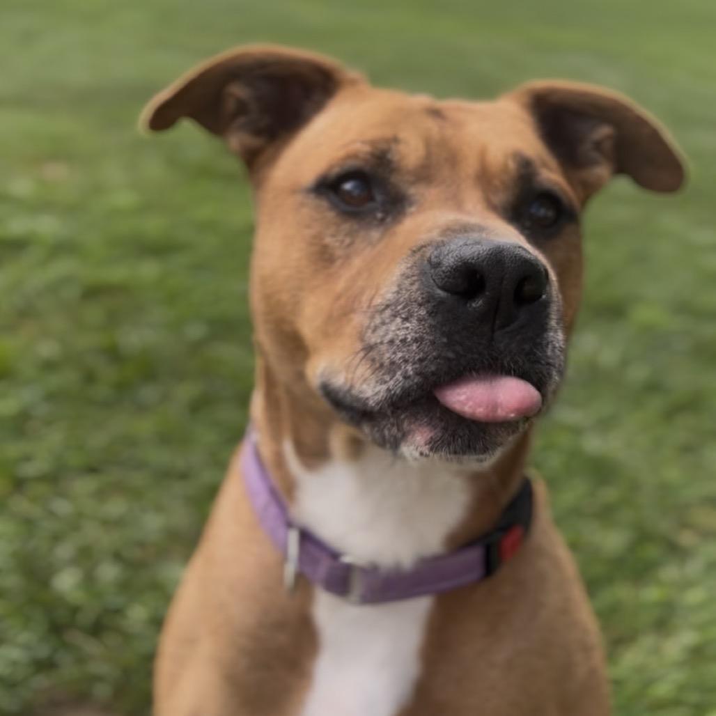 Enlarge Baker, a Adoptable mixed breed in Marysville, OH image 5/6