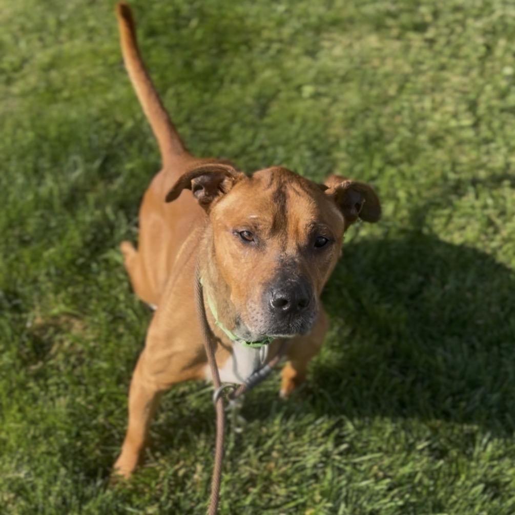 Baker, a Adoptable mixed breed in Marysville, OH image 6/6