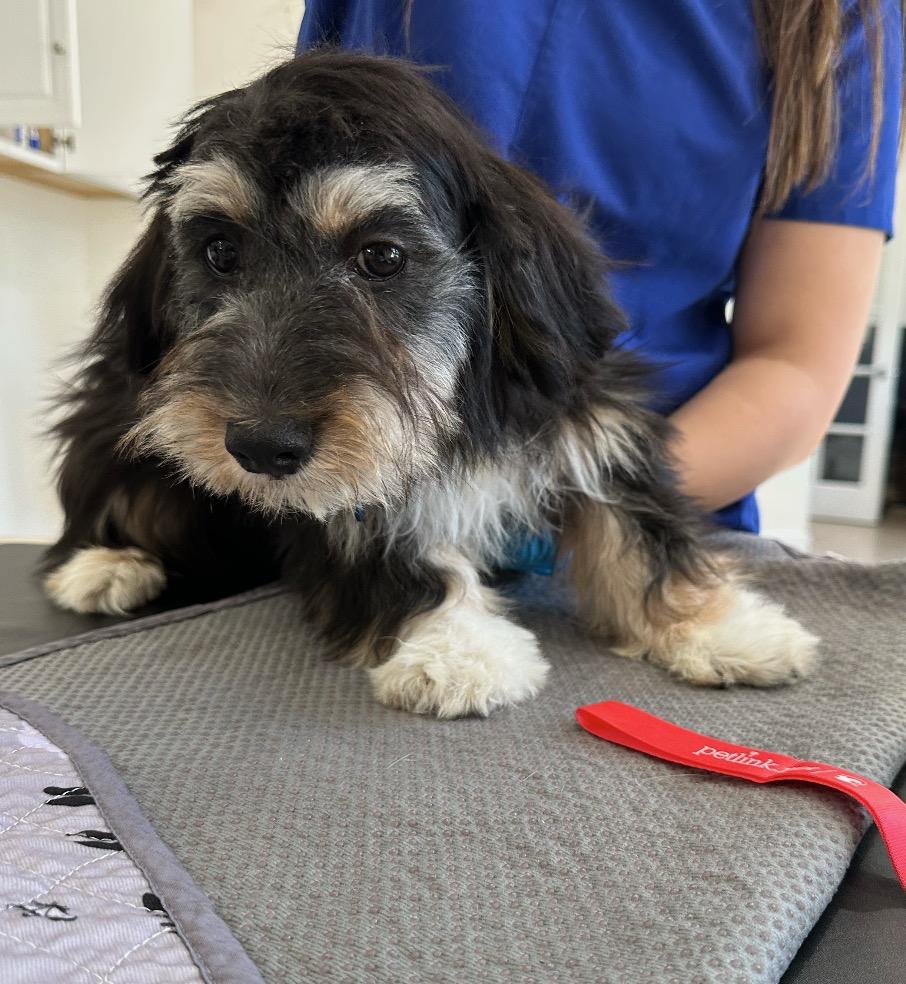 Raspberry , adopted, Puppy Female Poodle.