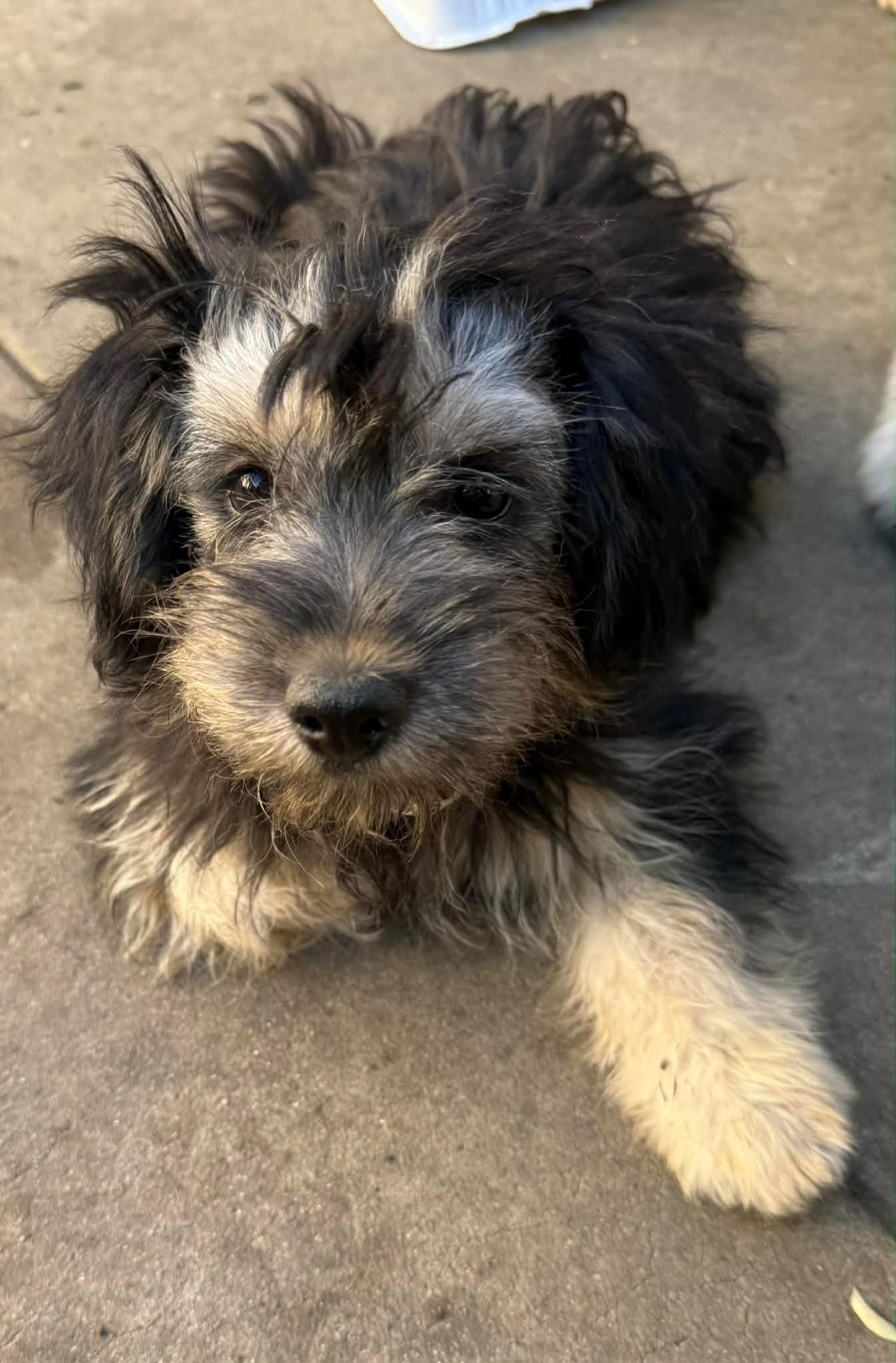 Enlarge Raspberry , an adopted mixed breed in Pasadena, CA image 2/2