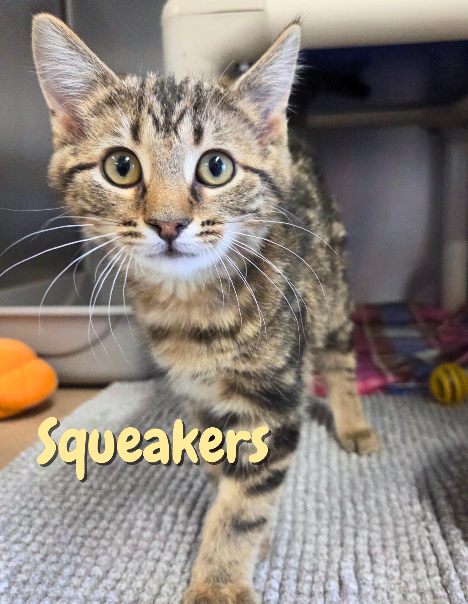 Squeakers, ADOPTABLE, Kitten Female Domestic Short Hair.