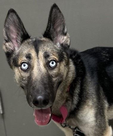 Jeanette, ADOPTABLE, Adult Female German Shepherd Dog & Husky.
