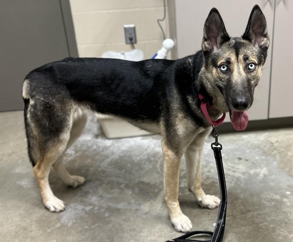 Enlarge Jeanette, a ADOPTABLE mixed breed in Mason City, IA image 2/2
