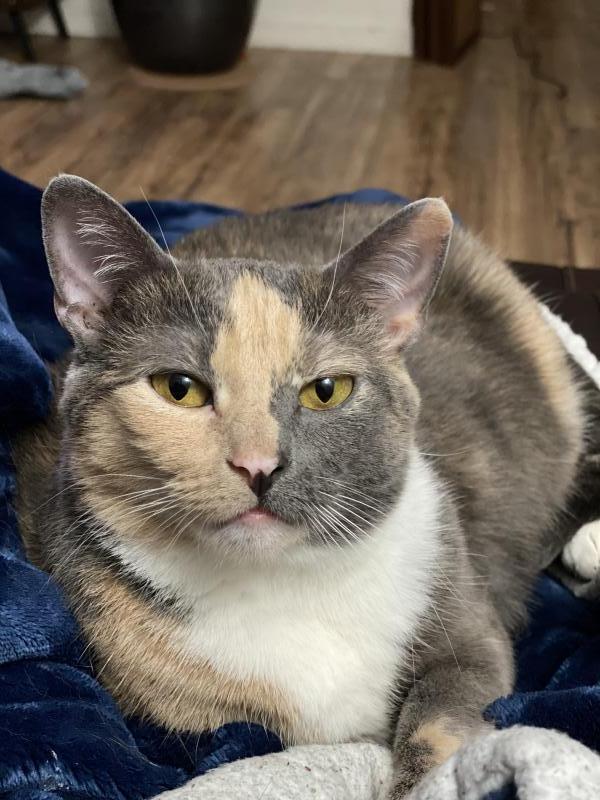 Callie, Adoptable, Adult Female Domestic Short Hair & Dilute Calico.
