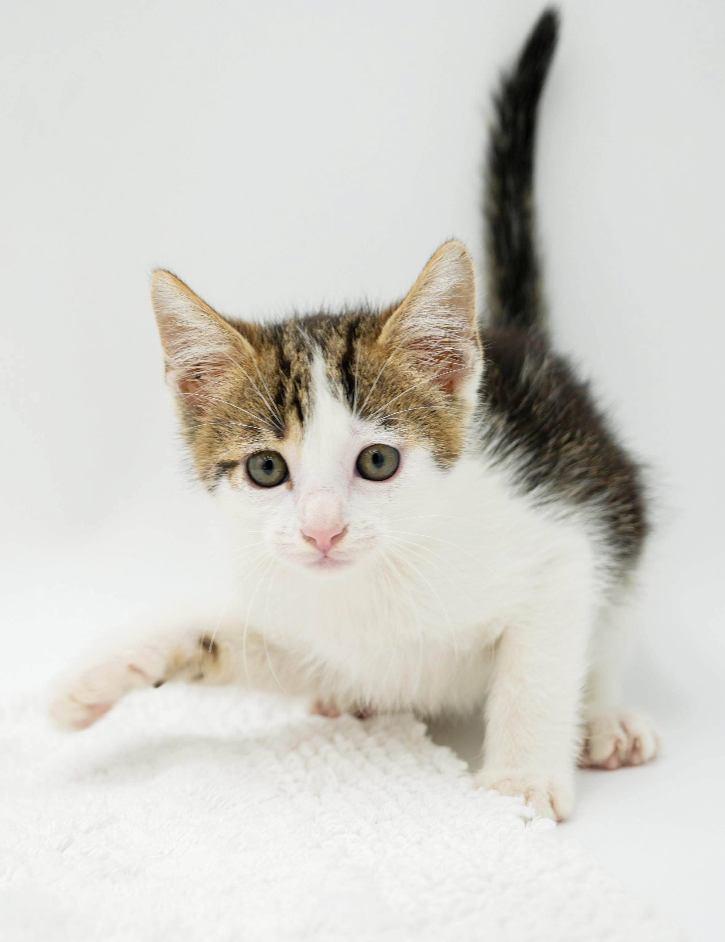 Preston is a rescue fav - super deliciously sweet, a Adoptable mixed breed in Bedford Hills, NY image 4/6