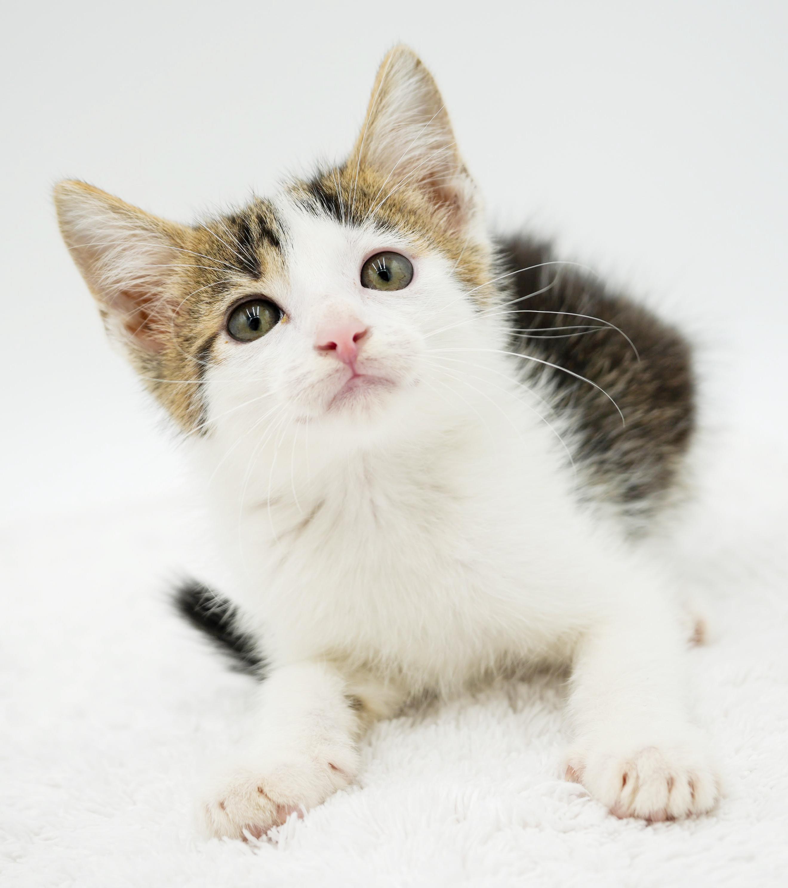 Preston is a rescue fav - super deliciously sweet, a Adoptable mixed breed in Bedford Hills, NY image 6/6