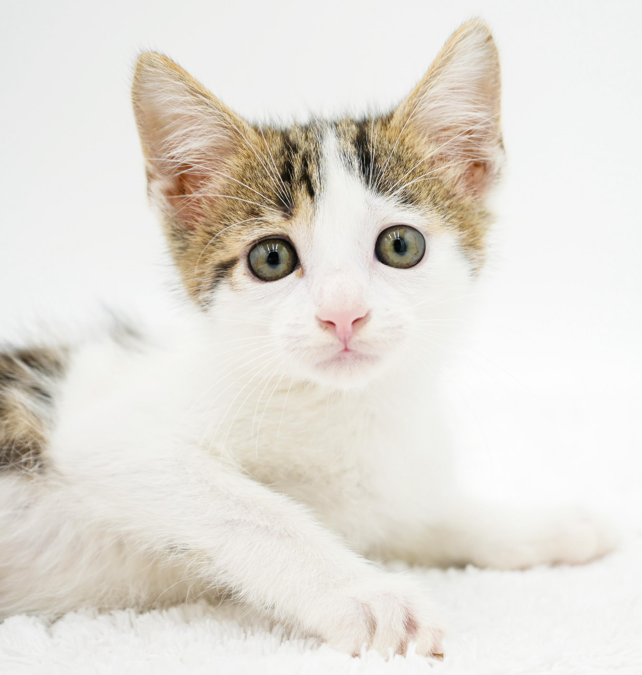 Preston is a rescue fav - super deliciously sweet, Adoptable, Kitten Male Turkish Van & Ragdoll.