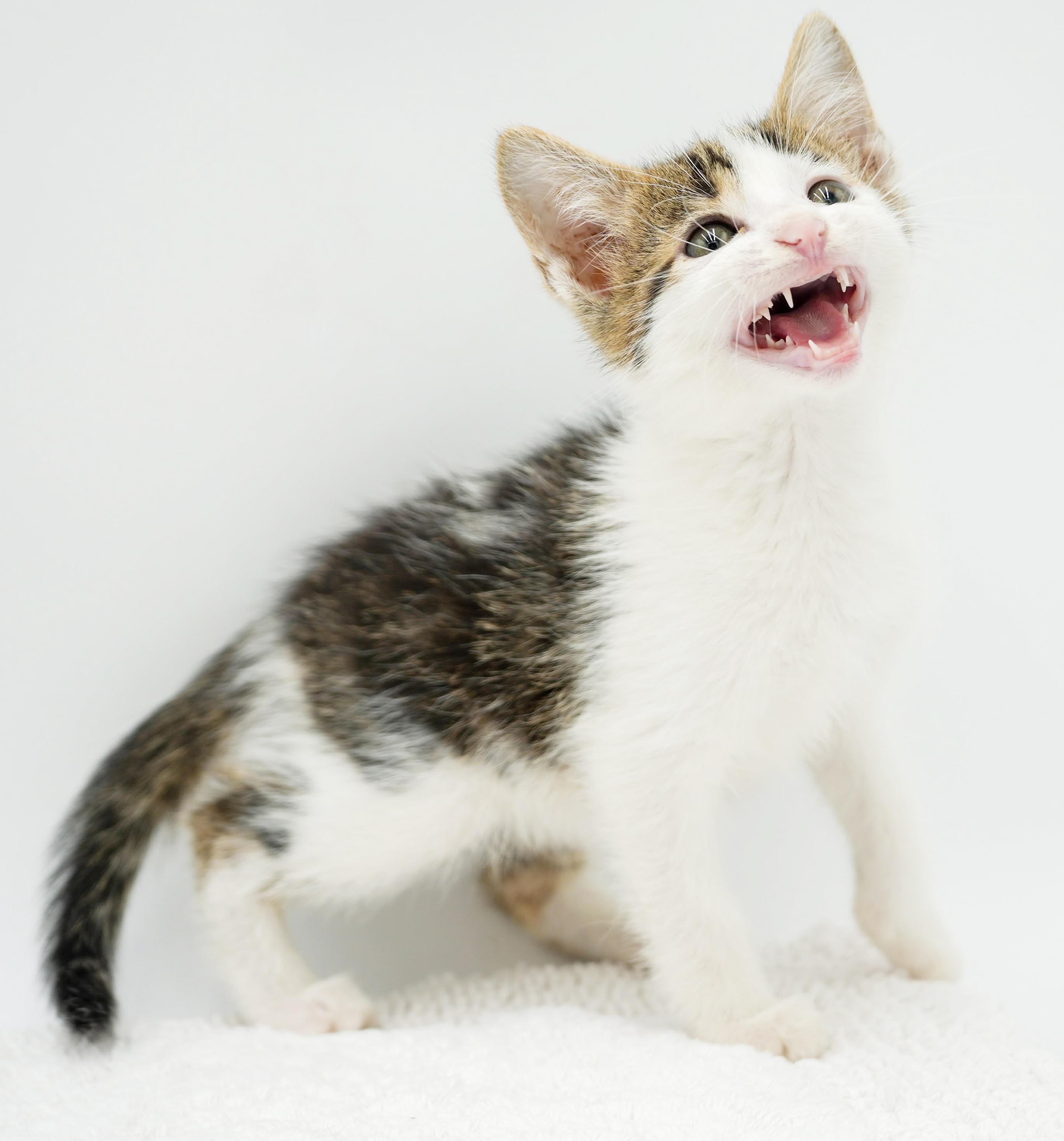 Preston is a rescue fav - super deliciously sweet, a Adoptable mixed breed in Bedford Hills, NY image 3/6