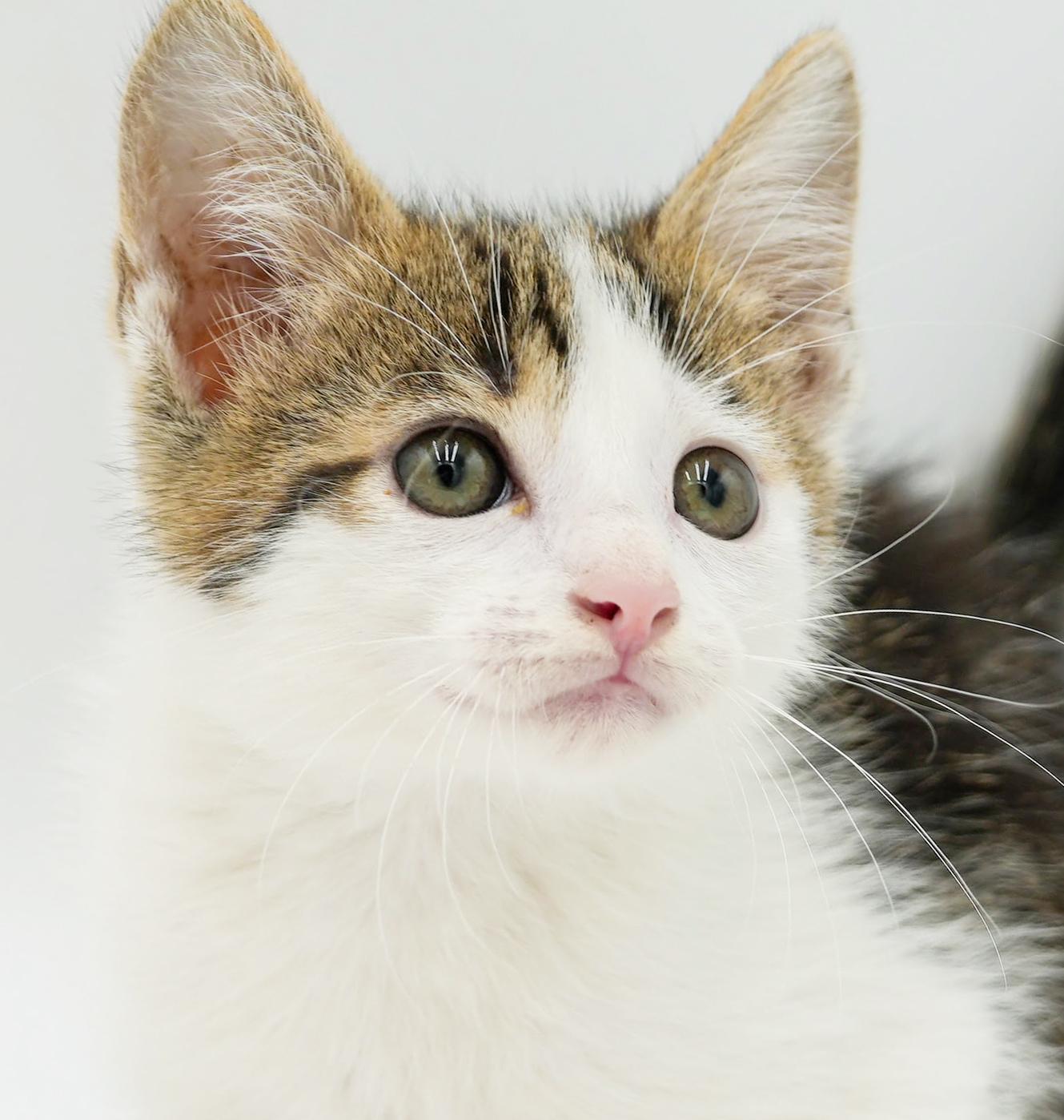 Preston is a rescue fav - super deliciously sweet, a Adoptable mixed breed in Bedford Hills, NY image 2/6