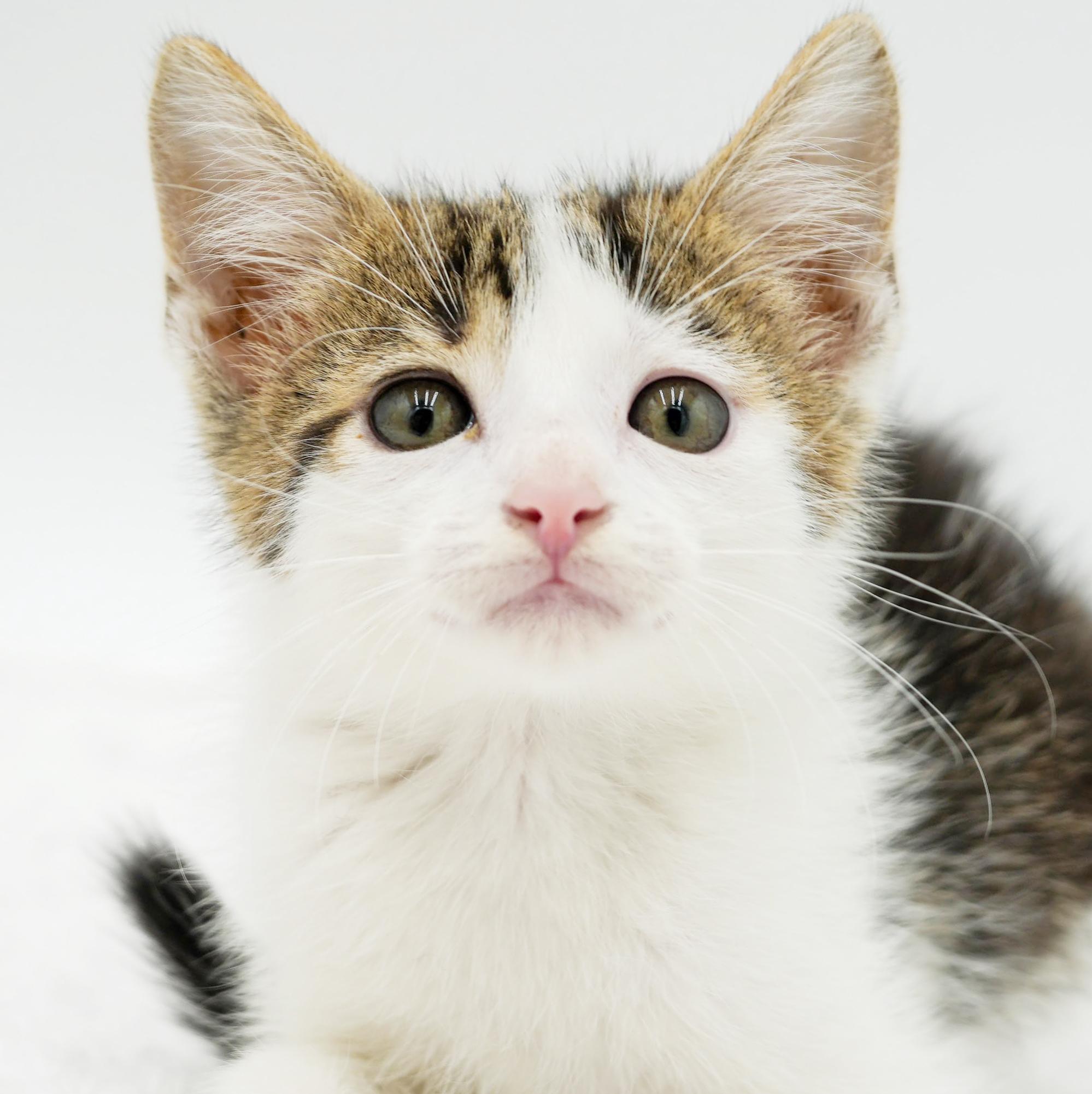 Preston is a rescue fav - super deliciously sweet, a Adoptable mixed breed in Bedford Hills, NY image 5/6