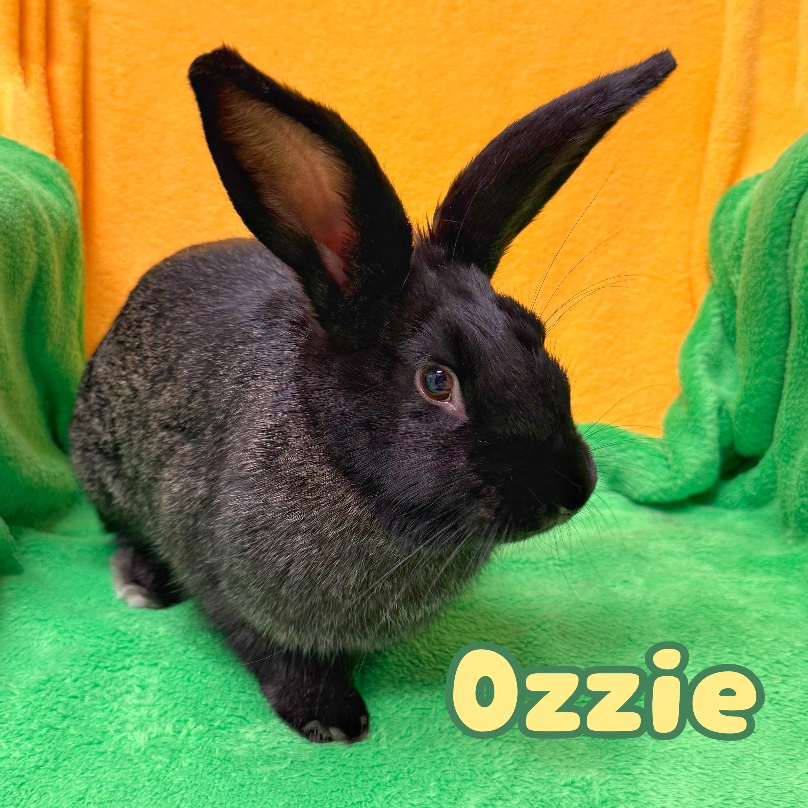 Enlarge Ozzie, a ADOPTABLE mixed breed in Roseville, CA image 2/2