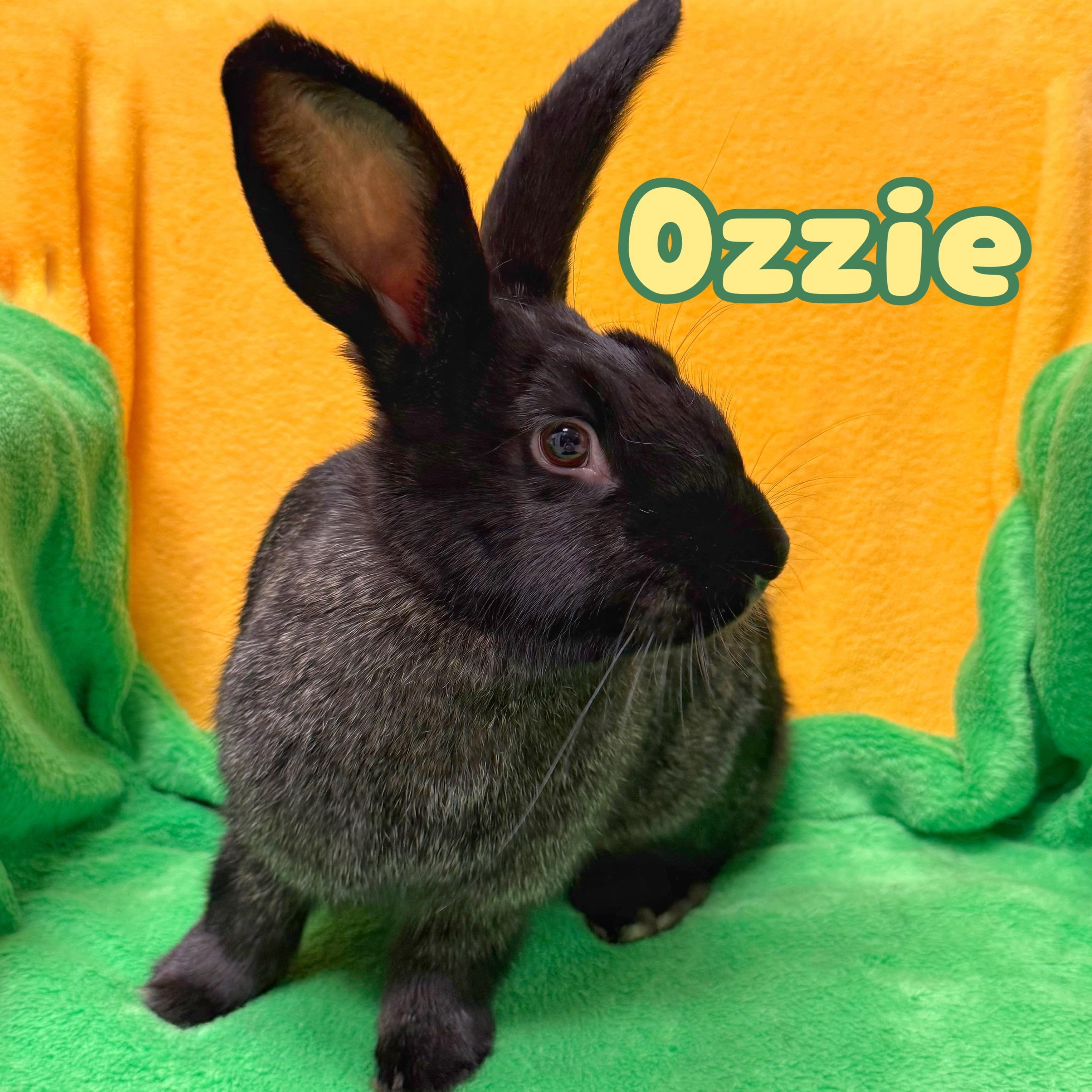 Ozzie, ADOPTABLE, Young Female Bunny Rabbit.