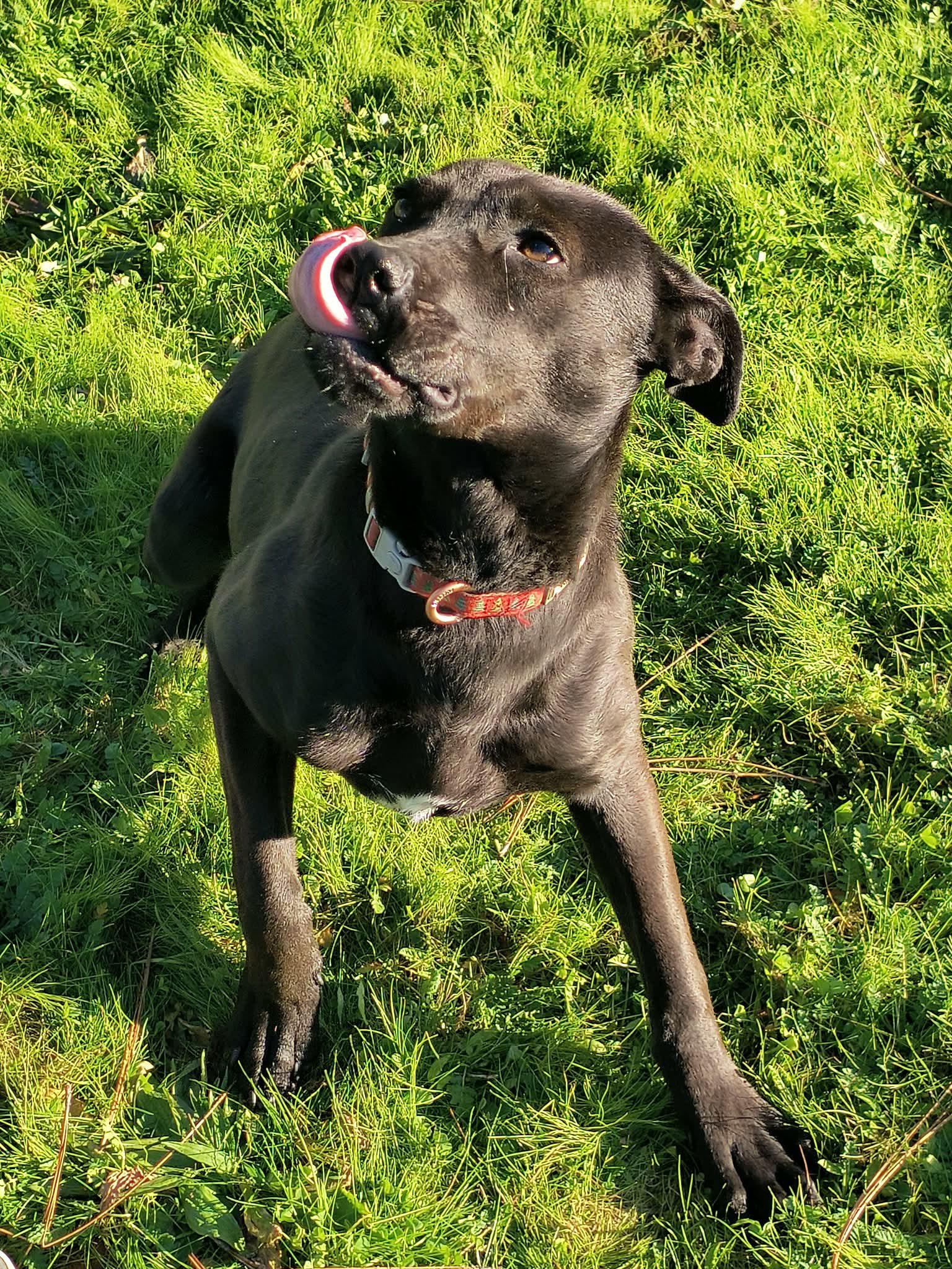 Pebbles, a ADOPTABLE mixed breed in Weaverville, CA image 4/4