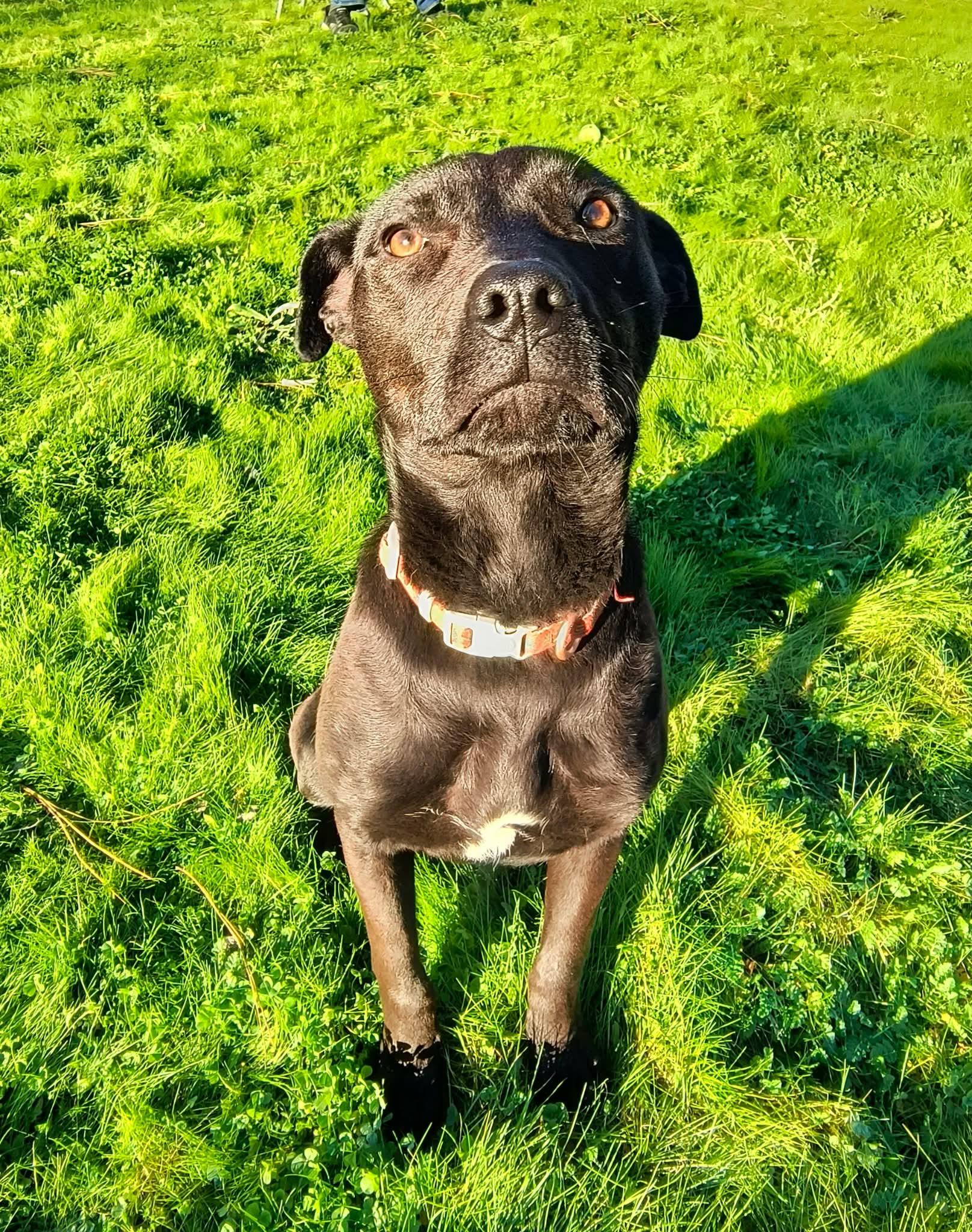 Pebbles, a ADOPTABLE mixed breed in Weaverville, CA image 1/4