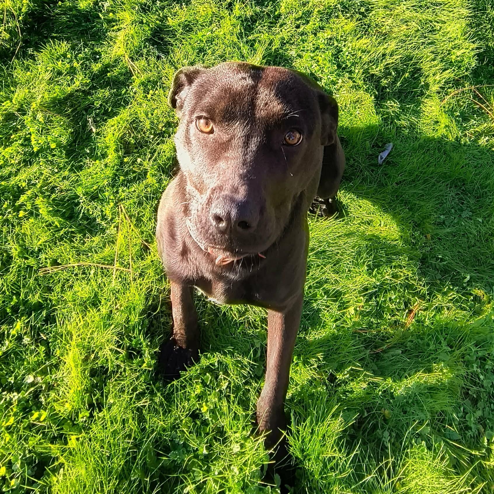 Pebbles, a ADOPTABLE mixed breed in Weaverville, CA image 2/4