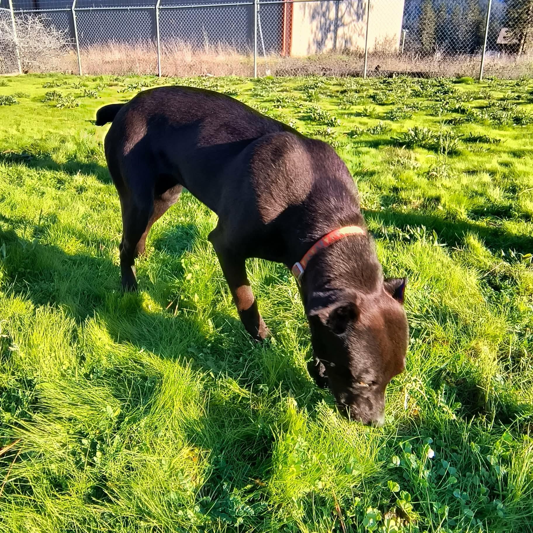 Pebbles, a ADOPTABLE mixed breed in Weaverville, CA image 3/4